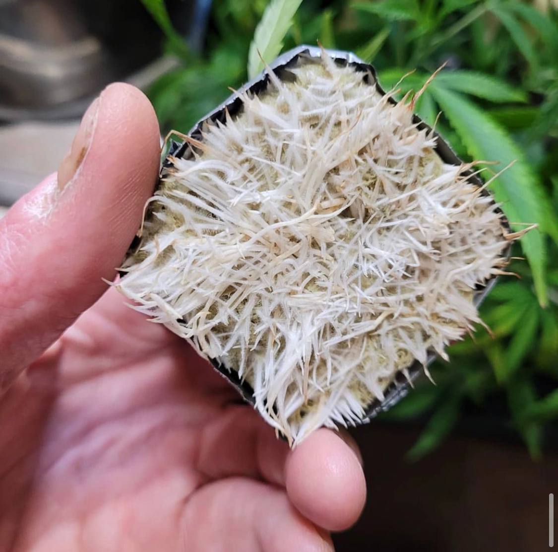 Watermelon zkittlez clones for sale