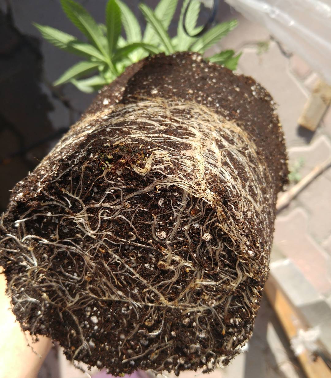 Bubba Kush Clones & Teens - Image 2