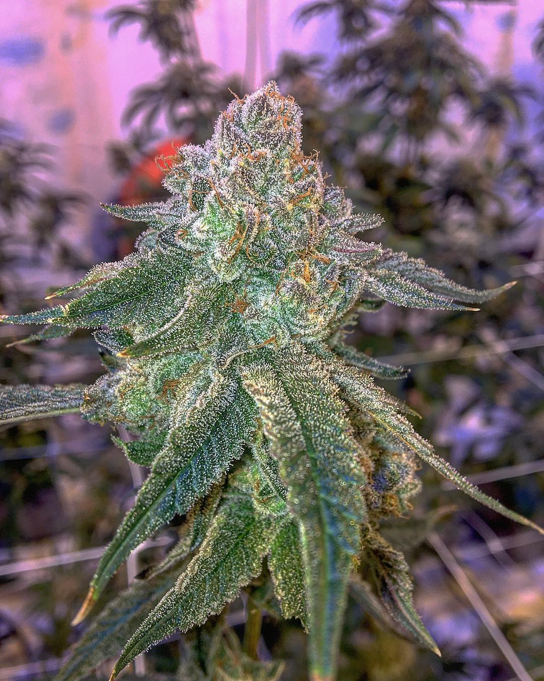 Watermelon zkittlez teens for sale